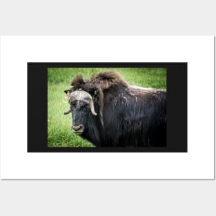 North American Wildlife - Bull Musk Ox Posters and Art